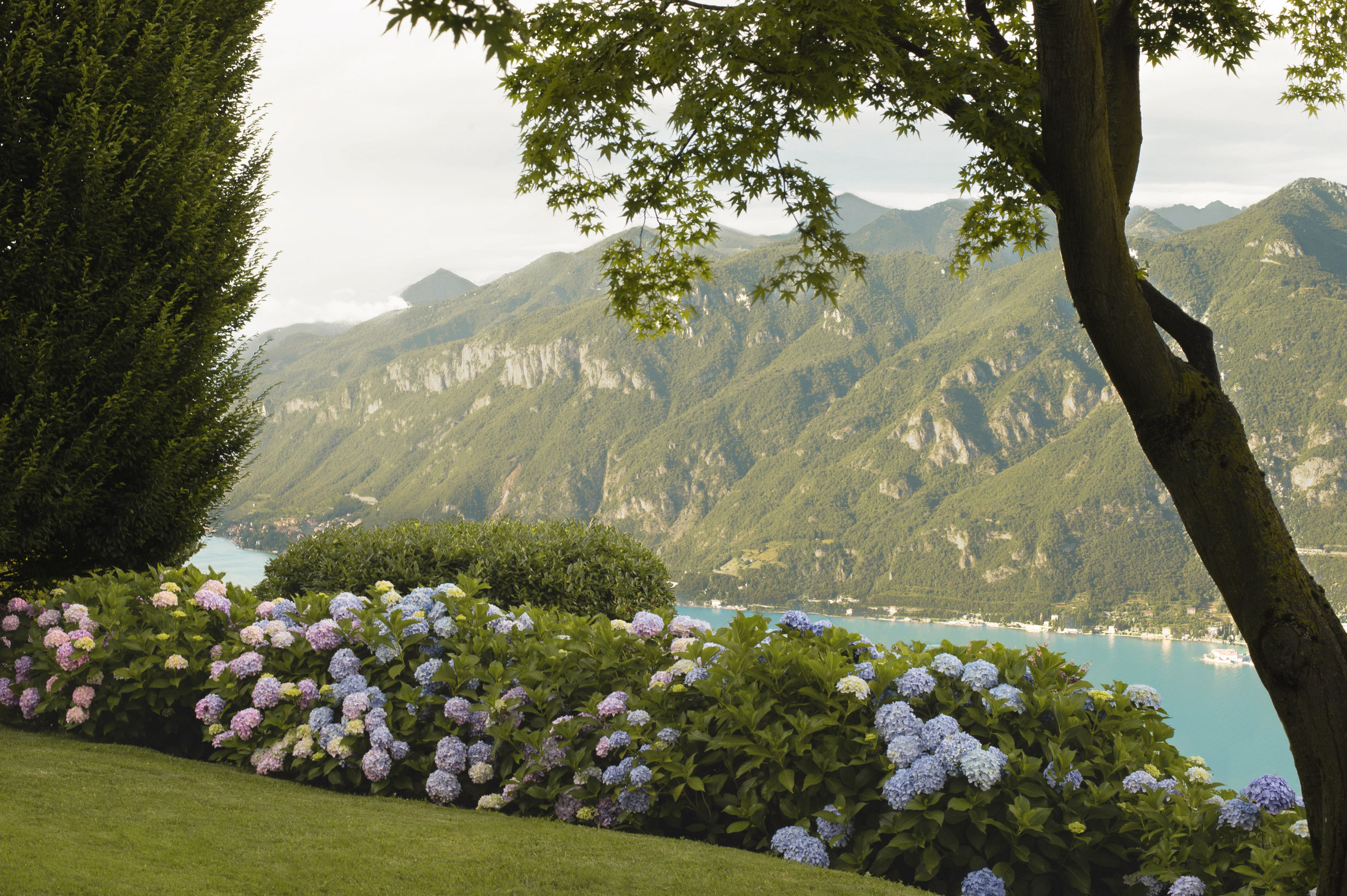 Hydrangea wall with Lake Como and the mountains beyond