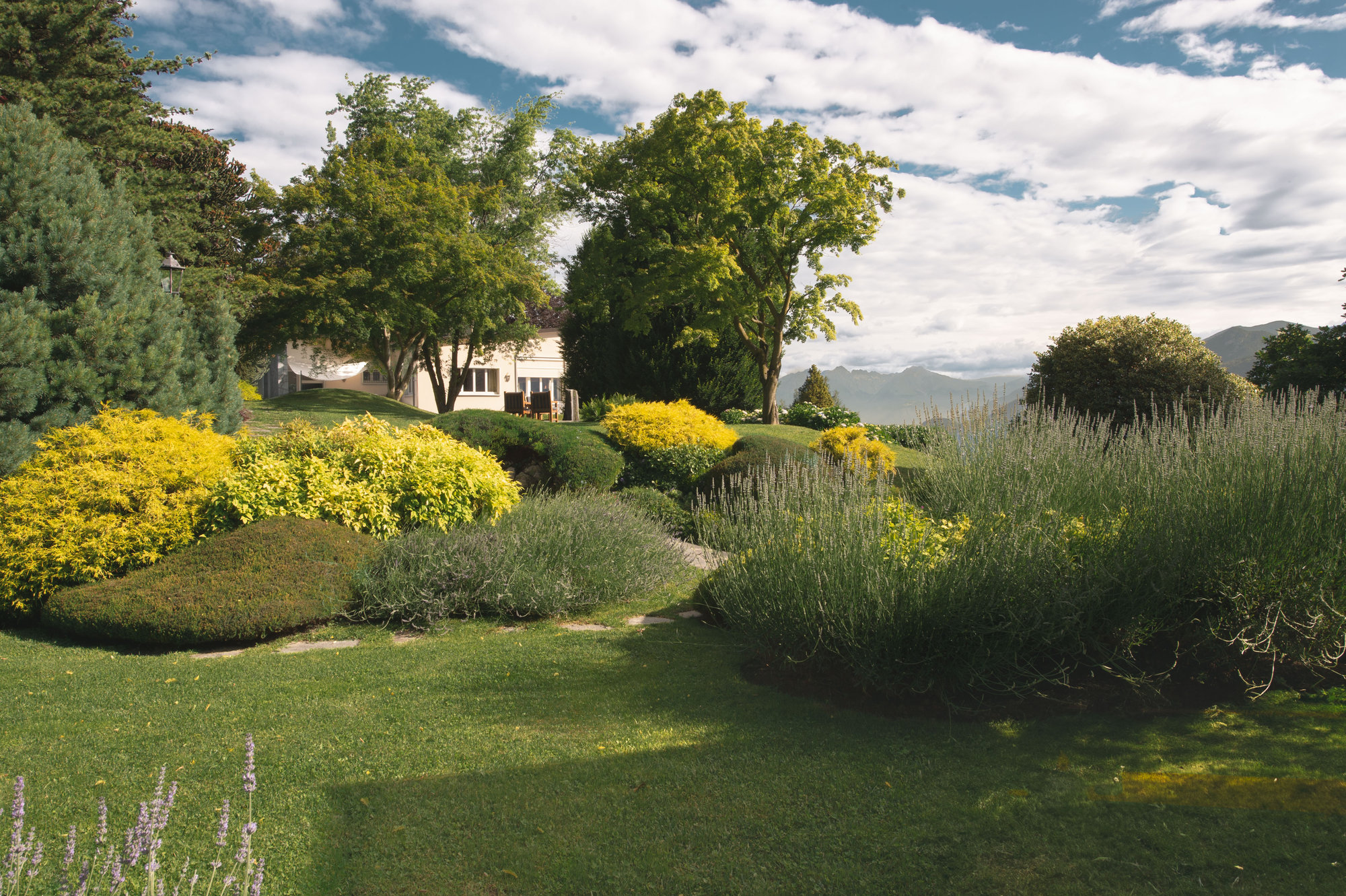 Garden with golden shrubs and lavender beside the villa