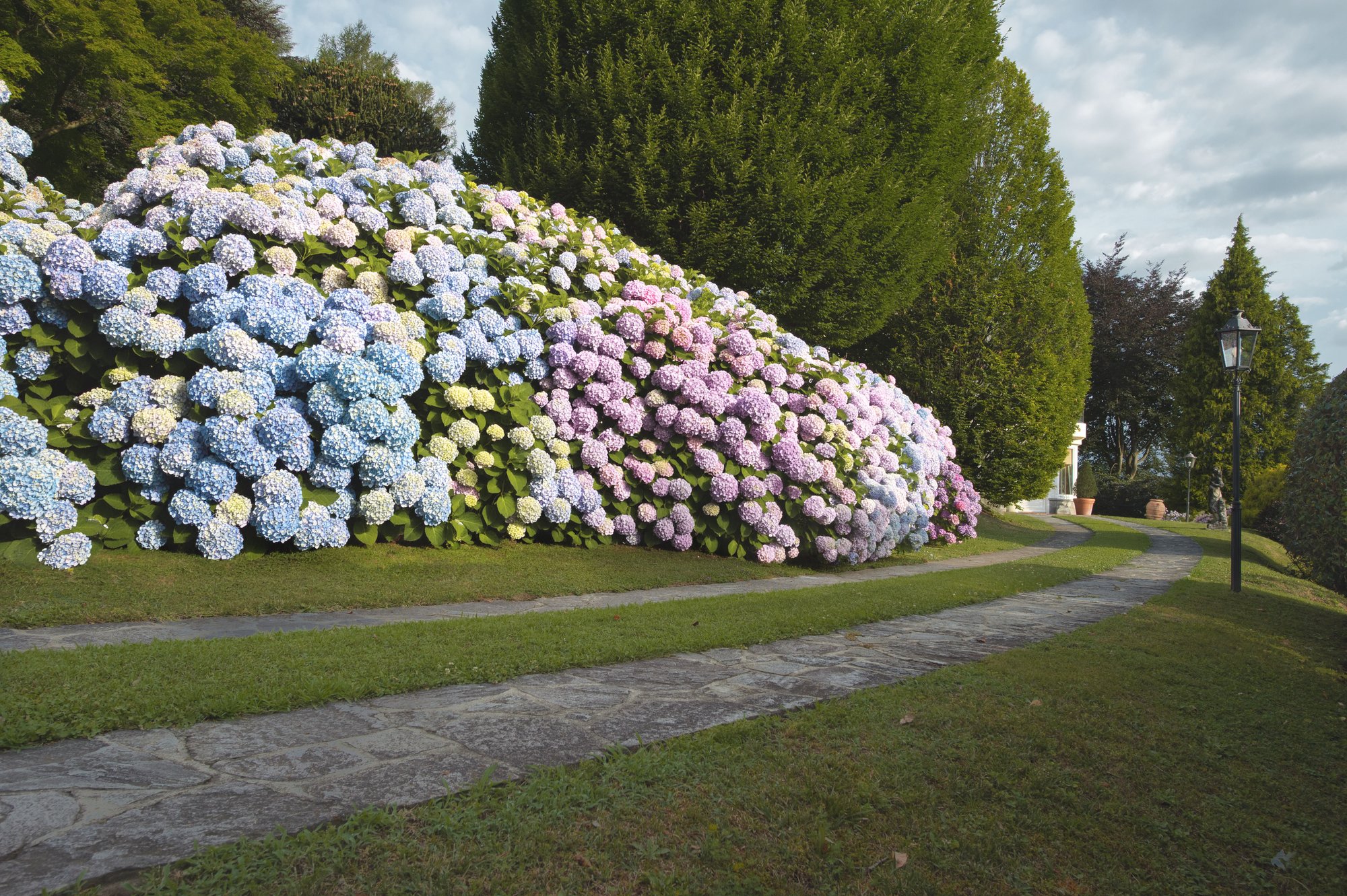 Blue and pink hydrangea hedge lining the stone garden path